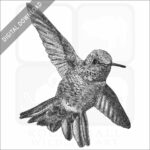 Anna's Hummingbird