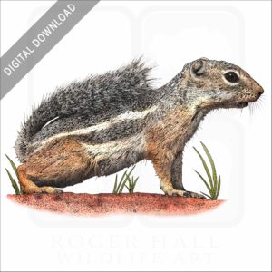 Antelope Squirrel stock image