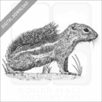 Antelope Squirrel