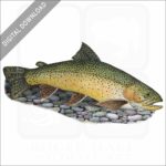 Apache Trout stock image