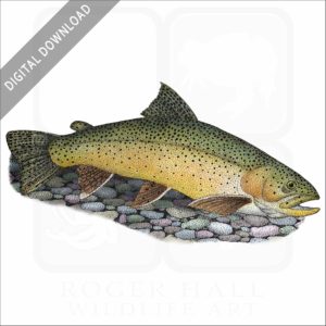 Apache Trout stock image