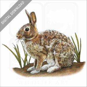Appalachian Cottontail stock image