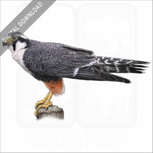 Aplomado Falcon stock image