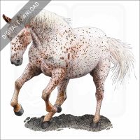 Appaloosa Horse stock image