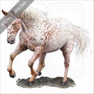 Appaloosa Horse stock image
