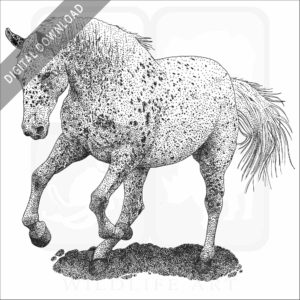 Appaloosa Horse