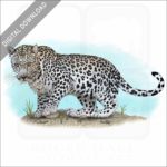 Arabian Leopard stock image