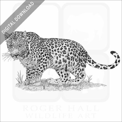 Arabian Leopard