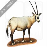 Arabian Oryx stock image