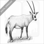 Arabian Oryx