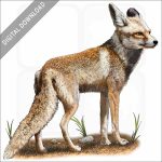 Arabian Red Fox stock image