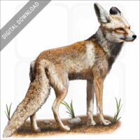 Arabian Red Fox stock image
