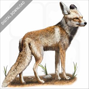 Arabian Red Fox stock image