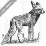 Arabian Red Fox