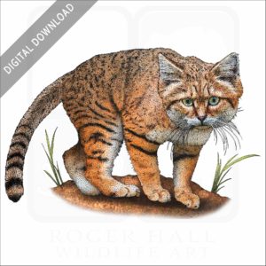 Arabian Sand Cat stock image