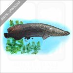 Arapaima stock art
