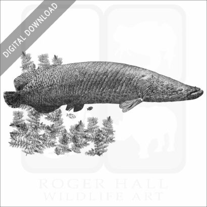 Arapaima
