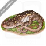 Arboreal Salamander stock image