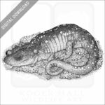 Arboreal Salamander