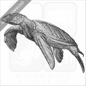 Giant Sea Turtle (Archelon)