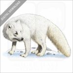 Arctic Fox stock image