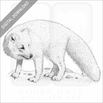 Arctic Fox