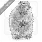 Arctic Ground Squirrel