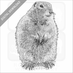 Arctic Ground Squirrel