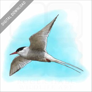Arctic Tern stock image
