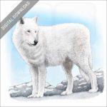 Arctic Wolf stock image