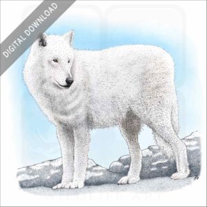 Arctic Wolf stock image
