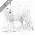Arctic Wolf