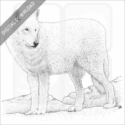 Arctic Wolf
