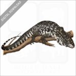 Argentine Black & White Tegu stock image