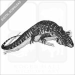 Argentine Black & White Tegu