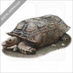Argentine or Chaco tortoise stock image