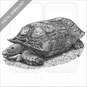 Argentine or Chaco tortoise