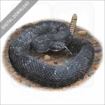 Arizona Black Rattlesnake stock image