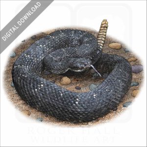 Arizona Black Rattlesnake stock image