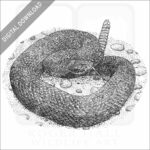 Arizona Black Rattlesnake