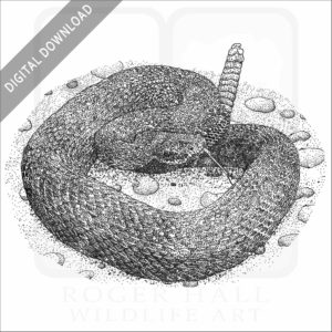 Arizona Black Rattlesnake