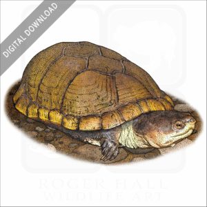 Arizona Mud Turtle stock image