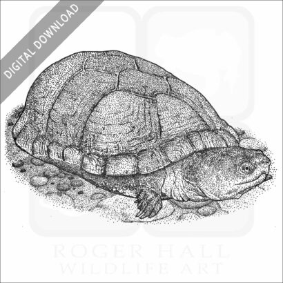 Arizona Mud Turtle