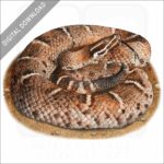 Arizona Ridge-Nosed Rattlesnake stock image