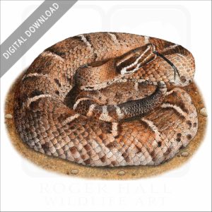 Arizona Ridge-Nosed Rattlesnake stock image