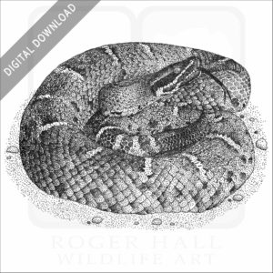 Arizona Ridge-Nosed Rattlesnake