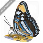 Arizona Sister Butterfly stock image