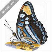 Arizona Sister Butterfly stock image