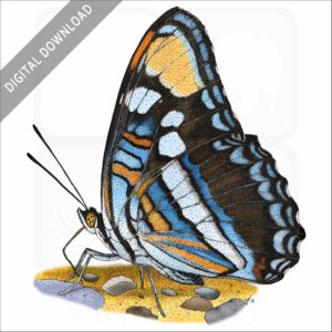 Arizona Sister Butterfly stock image