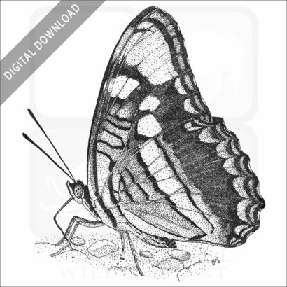 Arizona Sister Butterfly